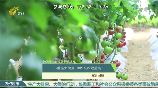 【小螺号·农技服务直通车】小番茄大能量 助农兴农效益高