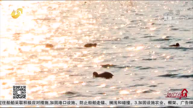 【生态山东 美丽家园】邹城市孟子湖：水鸟汇聚 生机盎然