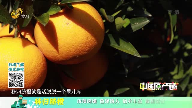 20211215《中国原产递》：秭归脐橙