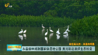 【家住黄河边】菏泽首家国家级湿地公园 ·鸟类的天堂