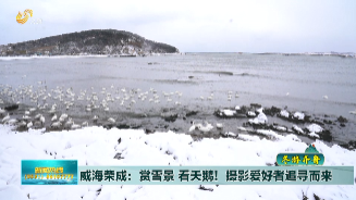 【冬游齐鲁】 荣成：赏雪景看天鹅！摄影爱好者追寻而来