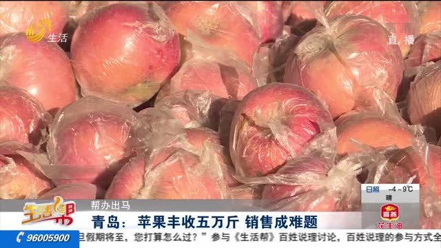 【帮办出马】青岛：苹果丰收五万斤 销售成难题