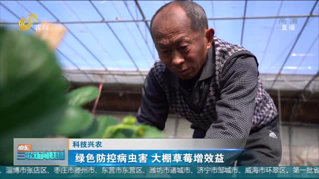 【科技兴农】绿色防控病虫害 大棚草莓增效益