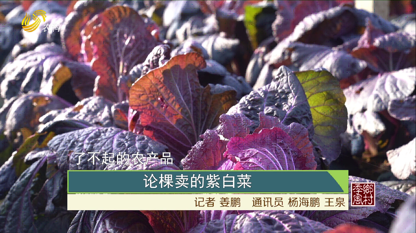 【农大腐植酸《了不起的农产品》（二十四）】论棵卖的紫白菜