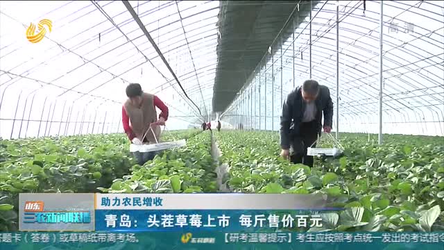 【助力农民增收】青岛：头茬草莓上市 每斤售价百元
