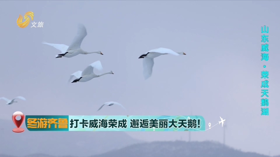 【冬游齐鲁】打卡威海荣成  邂逅美丽大天鹅！