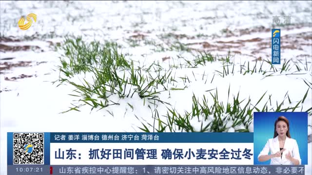 【应对寒潮天气】 山东：抓好田间管理 确保小麦安全过冬