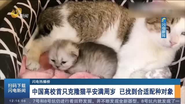【闪电热播榜】中国高校首只克隆猫平安满周岁 已找到合适配种对象