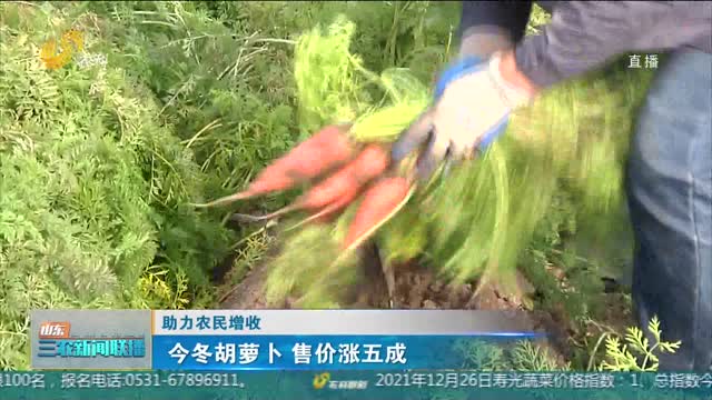 【助力农民增收】今冬胡萝卜 售价涨五成