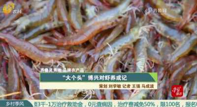 【齐鲁灵秀地 品牌农产品】“大个头”博兴对虾养成记
