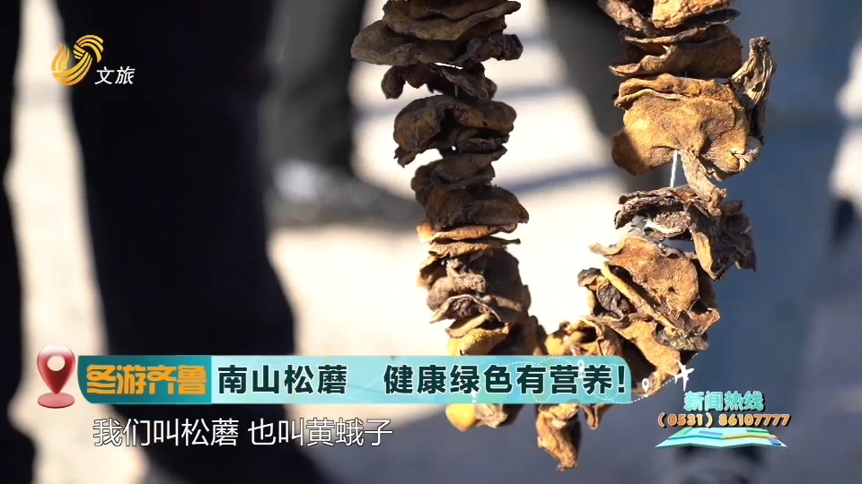 【冬游齐鲁】南山松蘑  健康绿色有营养！