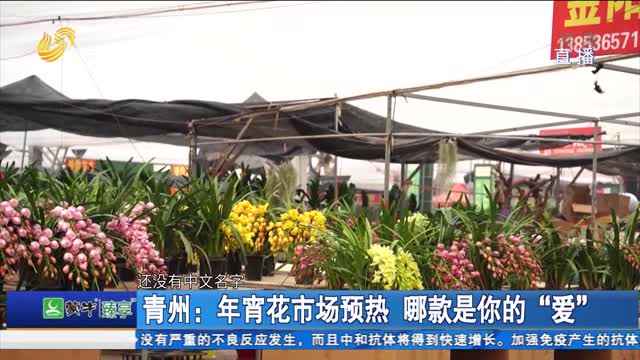青州：年宵花市场预热 哪款是你的“爱”