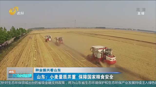 【种业振兴看山东】山东：小麦量质并重 保障国家粮食安全