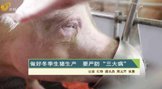【齐鲁畜牧】做好冬季生猪生产 要严防“三大病”