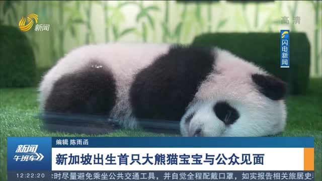 新加坡出生首只大熊猫宝宝与公众见面