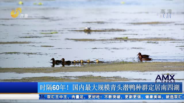 时隔60年！国内最大规模青头潜鸭种群定居南四湖