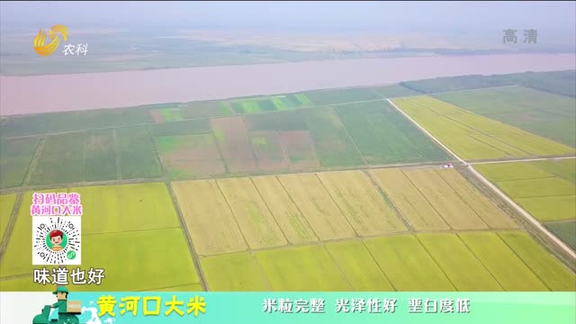 20211231《中國原產遞》：黃河口大米