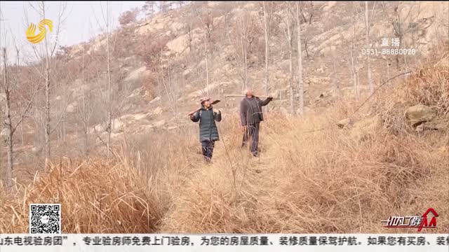 济宁：十年坚守 种出中国版“挪威森林”