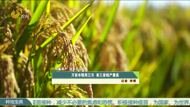 【三方赢高产 冠军示范田】万亩水稻用三方 省工省钱产量高