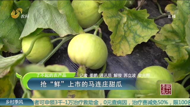 【农大腐植酸《了不起的农产品》】（二十五）——抢“鲜”上市的马连庄甜瓜