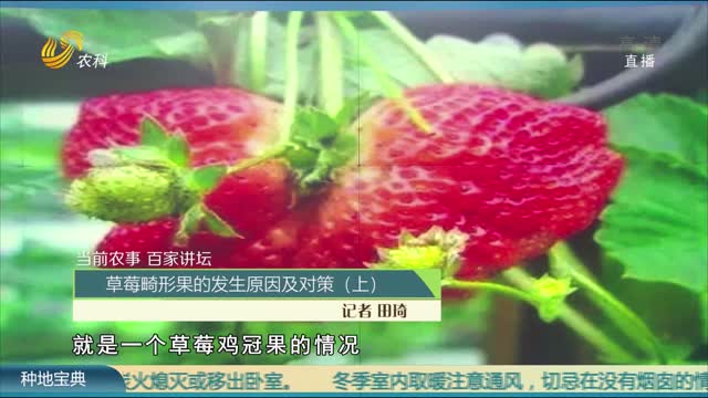【當前農事·百家講壇】草莓畸形果的發生原因及對策（上）