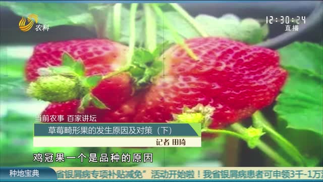 【當前農事·百家講壇】草莓畸形果的發生原因及對策（下）