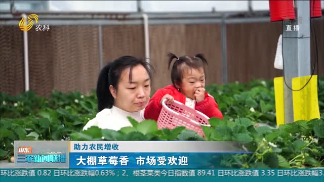 【助力农民增收】大棚草莓香 市场受欢迎