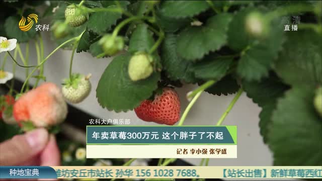 【農科大戶俱樂部】年賣草莓300萬元 這個胖子了不起