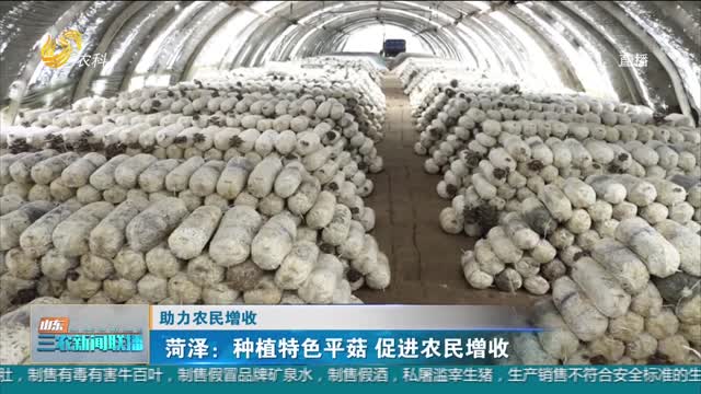【助力農民增收】菏澤：種植特色平菇 促進農民增收