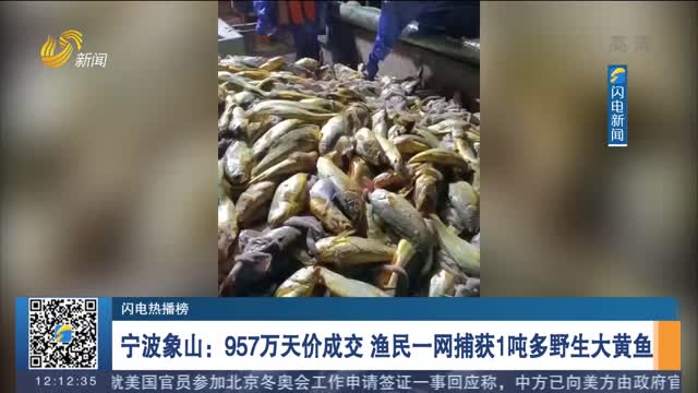 【閃電熱播榜】寧波象山：957萬天價成交 漁民一網捕獲1噸多野生大黃魚