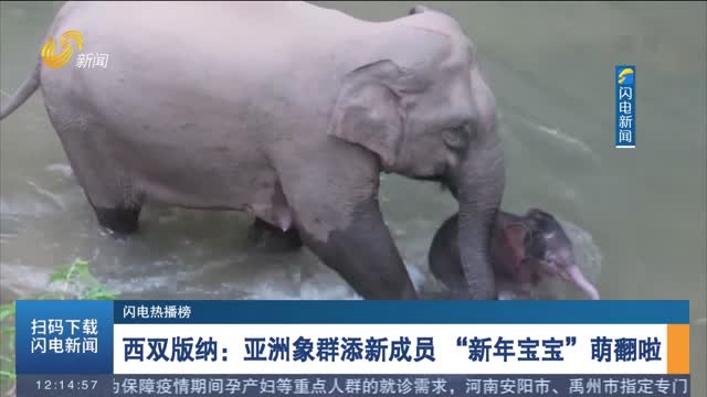 【閃電熱播榜】西雙版納：亞洲象群添新成員 “新年寶寶”萌翻啦
