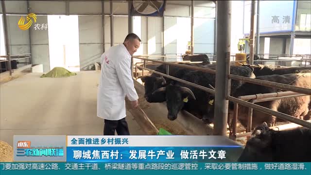 【全面推进乡村振兴】聊城焦西村：发展牛产业 做活牛文章