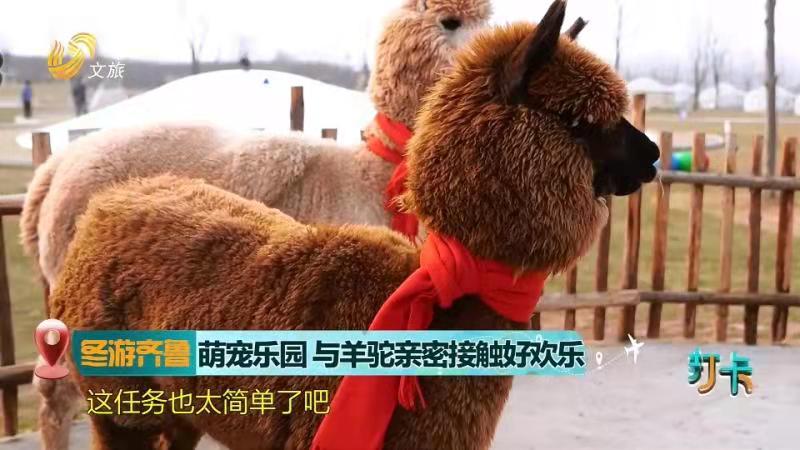 【冬游齐鲁】萌宠乐园  与羊驼亲密接触好欢乐
