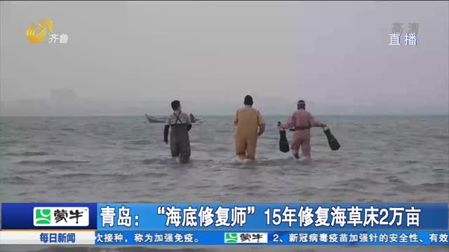 青岛：“海底修复师”15年修复海草床2万亩