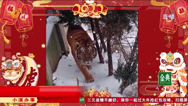 济南：野生动物园里看虎 虎虎生威