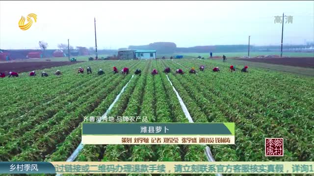 【齐鲁灵秀地 品牌农产品】潍县萝卜