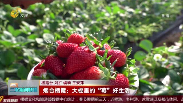 【欢度春节】烟台栖霞：大棚里的“莓”好生活