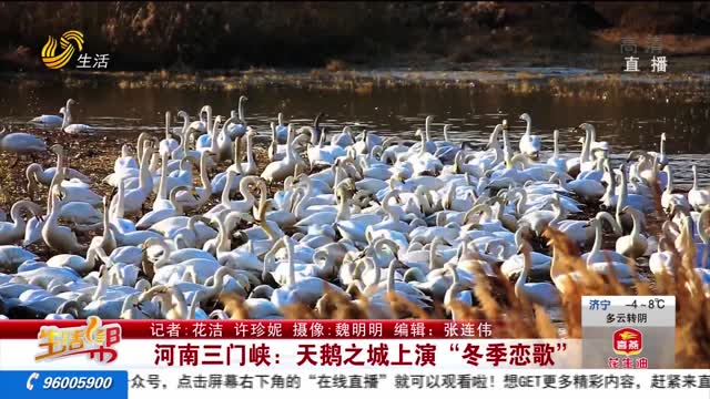 河南三门峡：天鹅之城上演“冬季恋歌”