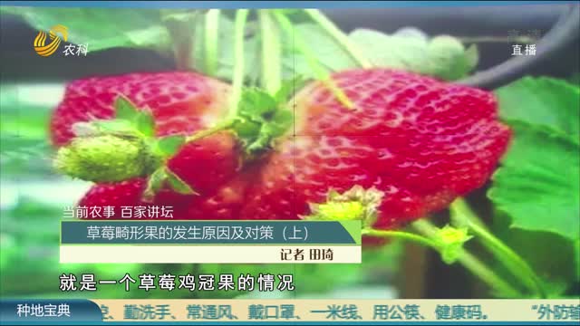 【当前农事 百家讲坛】草莓畸形果的发生原因及对策（上）