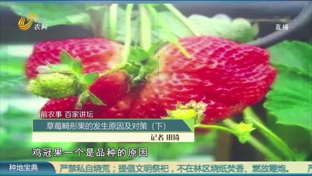 【当前农事 百家讲坛】草莓畸形果的发生原因及对策（下）