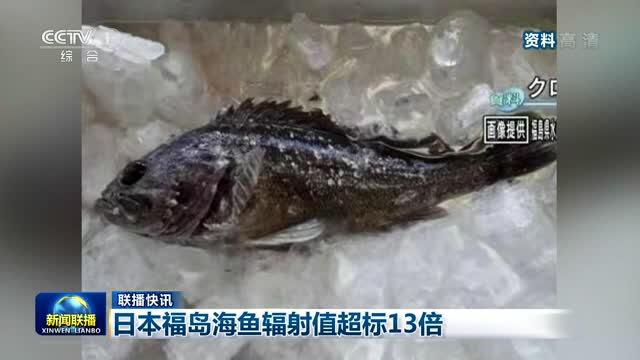【联播快讯】日本福岛海鱼辐射值超标13倍