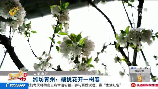 【大美山东】潍坊青州：樱桃花开一树春