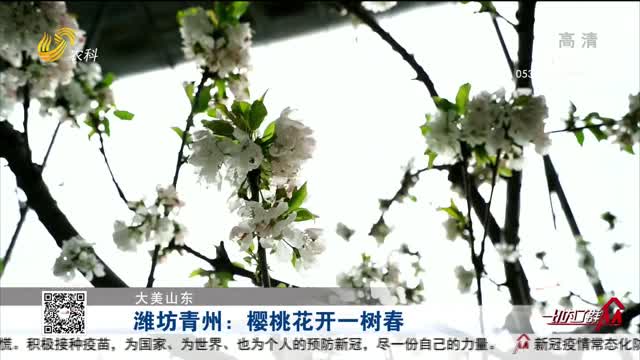 【大美山东】潍坊青州：樱桃花开一树春