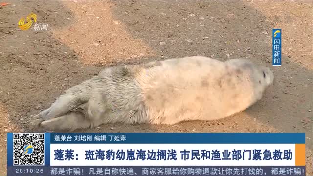 蓬莱：斑海豹幼崽海边搁浅 市民和渔业部门紧急救助