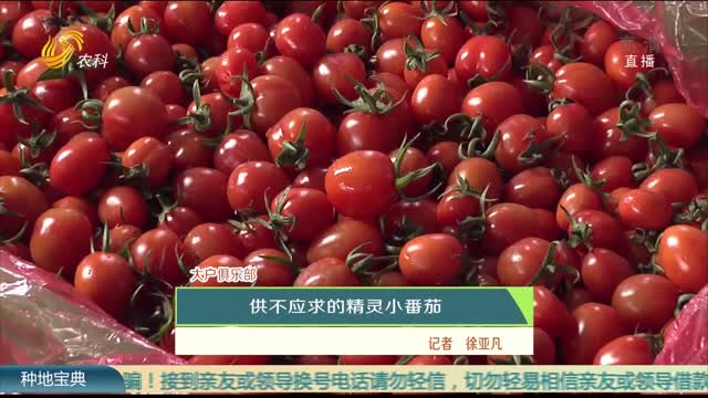 【农科大户俱乐部】供不应求的精灵小番茄