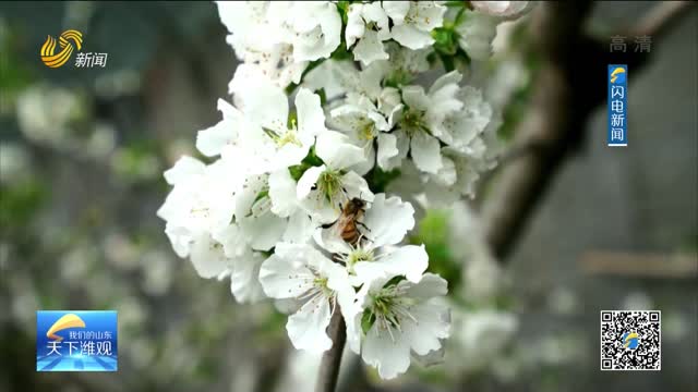 潍坊：花开一树春