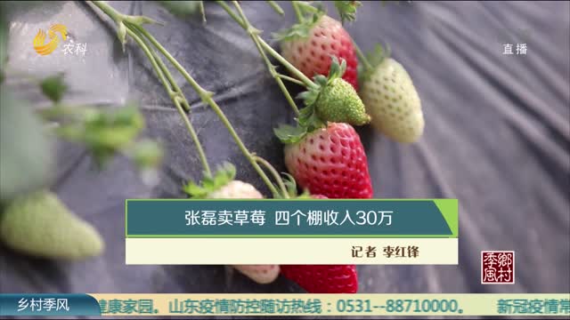 张磊卖草莓 四个棚收入30万