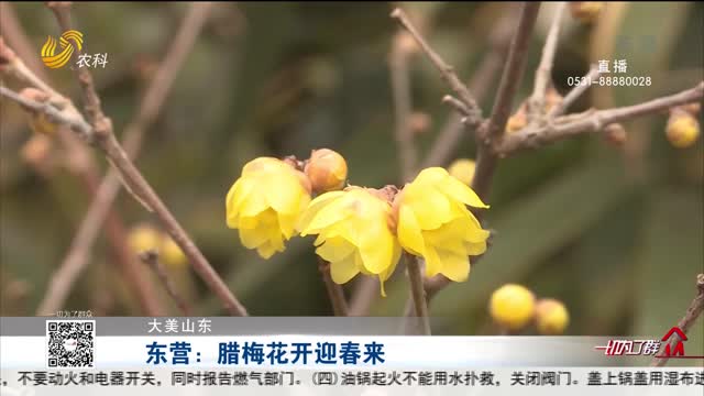 【大美山东】东营：腊梅花开迎春来