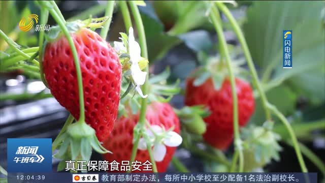 【闪电热播榜】济南：草莓“吃”上了中草药
