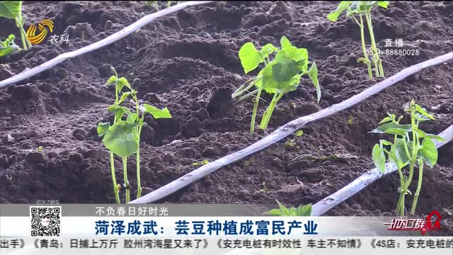 【不负春日好时光】菏泽成武：芸豆种植成富民产业